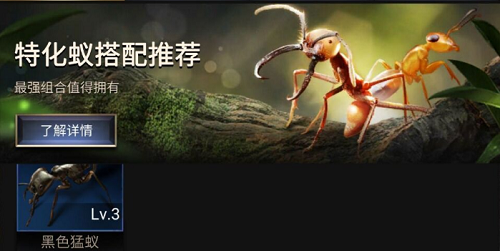 探索蚁国奥秘：特化蚁种搭配策略