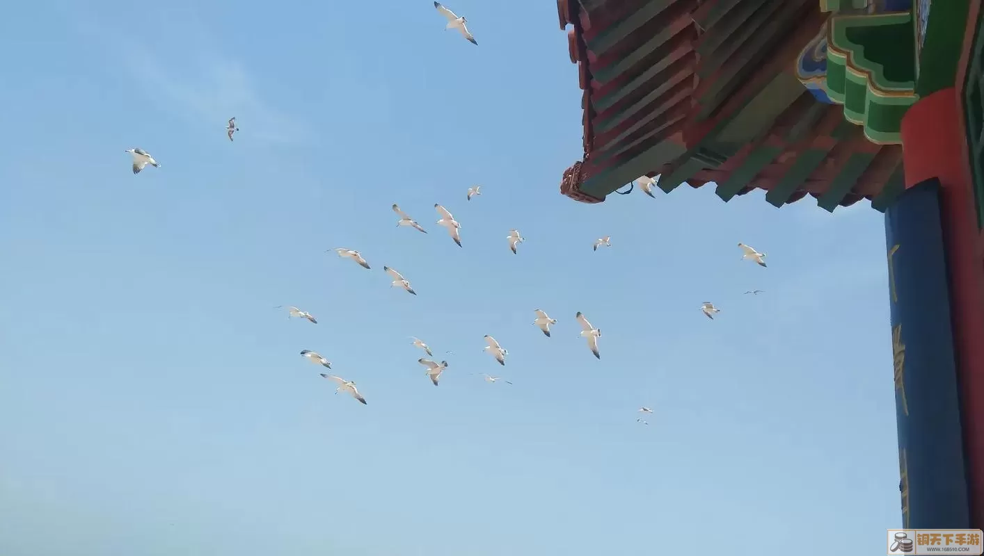 蓬莱仙境赏海鸥