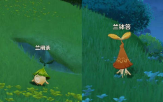探索须弥之美：游玩攻略